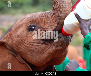 Baby Elephant alimentare da una bottiglia di latte in Sheldrick l'Orfanotrofio degli Elefanti vicino a Nairobi in Kenya Foto Stock