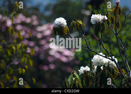 Bella bianca e rosa rododendri fioritura, Nepal Foto Stock