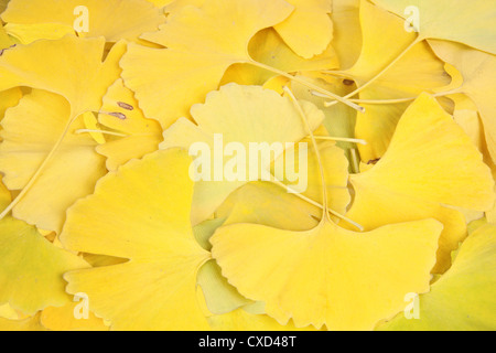 Giallo foglie di ginkgo biloba Foto Stock