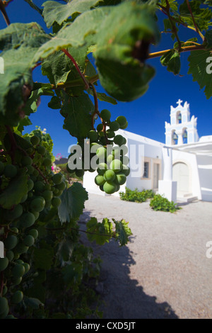 Uva e chiesa, SANTORINI, CICLADI, isole greche, Grecia, Europa Foto Stock