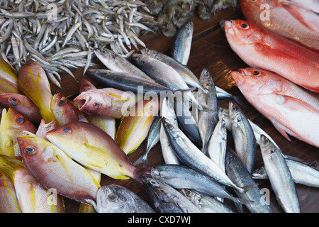 Pesce al mercato, Weligama, sud della provincia, Sri Lanka, Asia Foto Stock