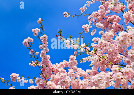 La molla Cherry Blossoms (rosa) e sfondo blu Foto Stock