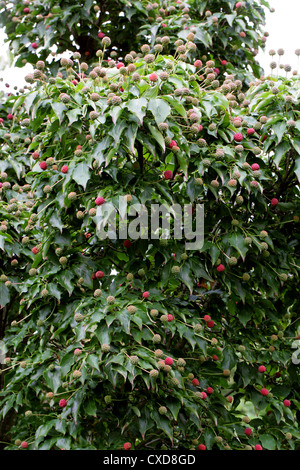 Giapponese, sanguinello Cornus kousa, Cornaceae. Giappone e Corea. Foto Stock