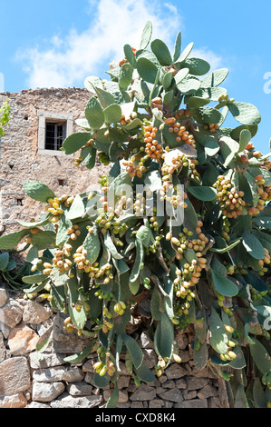 L' Opuntia Ficodindia Cactus genere Cactaceae in pieno frutto Creta Grecia Foto Stock