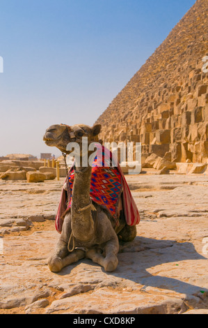 Camel accanto alla Piramide di Giza, Cairo Foto Stock