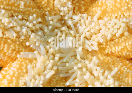 Bocca starfish (evasterias retifera) Giappone Mare, Estremo Oriente, Primorsky Krai, Federazione russa Foto Stock