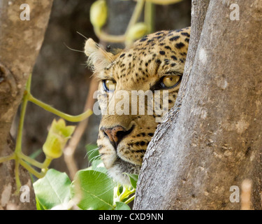 Close-up di un leopard ( panthera pardus) guardando la preda da un albero, Khwai, Botswana Foto Stock