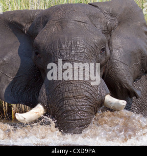 Elefante africano (Loxodonta africana) che mostra il comportamento di minaccia quando disturbati mentre la balneazione in del Botswana Okavango Delta. Foto Stock