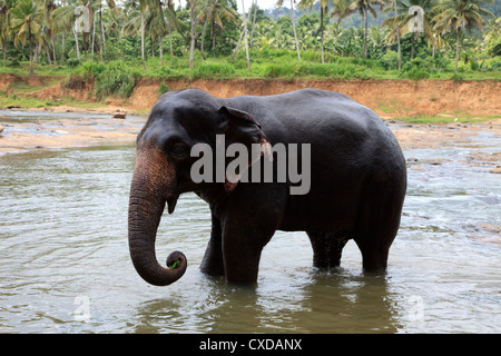 Elephant dalla Pinnawala l'Orfanotrofio degli Elefanti, kegella, Sri Lanka il lavaggio nel fiume locale Foto Stock