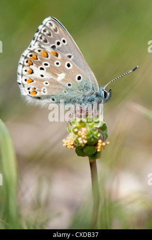 Adonis Blue Butterfly, Lysandra bellargus, Lydden Temple Ewell, Kent Foto Stock