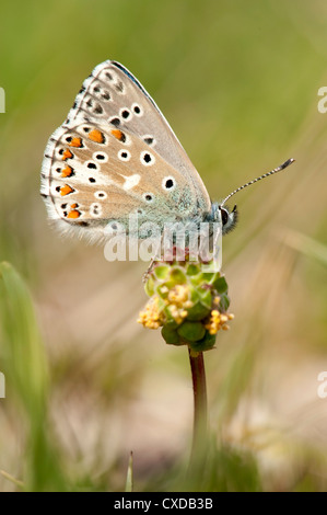 Adonis Blue Butterfly, Lysandra bellargus, Lydden Temple Ewell, Kent Foto Stock