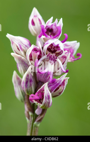 Orchide omiciattolo, Orchis simia, Park Gate giù, Kent, Regno Unito Foto Stock