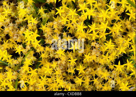 Mordere Stonecrop, Sedum acre, Sandwich Bay, Kent, Regno Unito Foto Stock