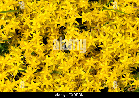 Mordere Stonecrop, Sedum acre, Sandwich Bay, Kent, Regno Unito Foto Stock