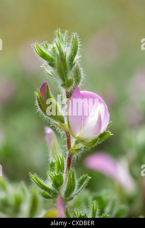 Comune, Ononide Ononis repens Sandwich Bay, Kent, Regno Unito Foto Stock