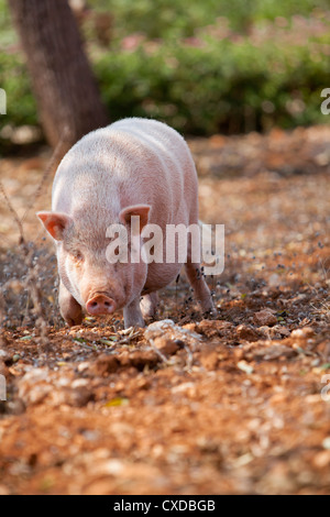 Maiale domestico mammifero all'aperto in estate in cerca di cibo Foto Stock