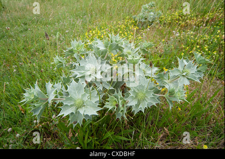 Mare Holly, Eryngium maritimum, Sandwich Bay, Kent REGNO UNITO Foto Stock