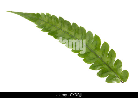 foglia di felce Foto Stock