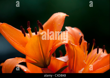 Giglio rosso fiore, Lilium, Giardino Kent, Regno Unito Foto Stock