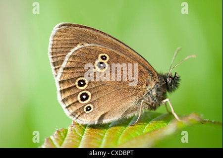 Ringlet Butterfly, Aphantopus hyperantus Cowden, pascoli, Kent REGNO UNITO Foto Stock