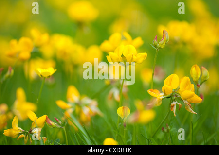 Gli uccelli Foot-Trefoil, Lotus corniculatus, pascoli Cowden, Kent REGNO UNITO Foto Stock