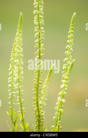 Wild Mignonette, Reseda lutea, Sandwich Bay, Kent REGNO UNITO Foto Stock