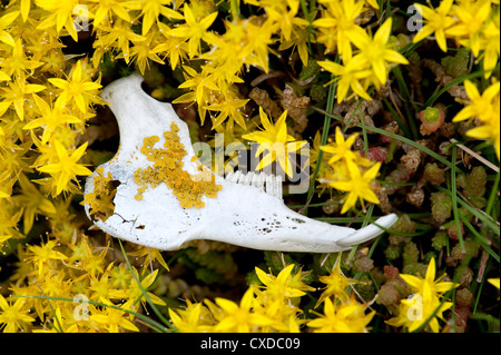 Animale sul cranio di mordere Stonecrop, Sedum acre, REGNO UNITO Foto Stock