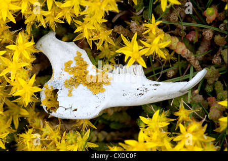 Animale sul cranio di mordere Stonecrop, Sedum acre, REGNO UNITO Foto Stock