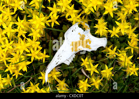 Animale sul cranio di mordere Stonecrop, Sedum acre, REGNO UNITO Foto Stock