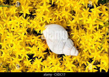 Shelll su mordere Stonecrop, Sedum acre, REGNO UNITO Foto Stock