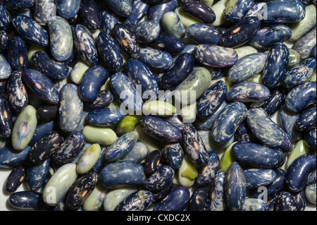 Il blu e il verde fagioli borlotti ina palo con colori a chiazze Foto Stock