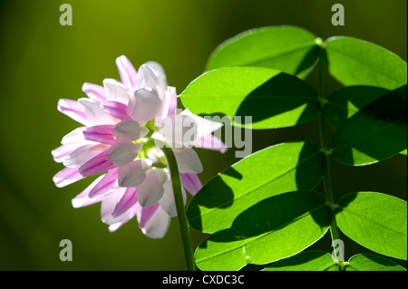 Crown Vetch, Coronilla varia, REGNO UNITO Foto Stock