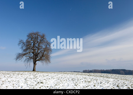 Albero nel paesaggio invernale Foto Stock