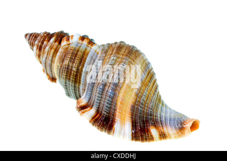 Shell Foto Stock