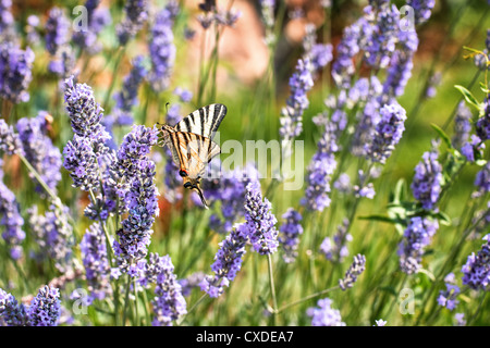 Bellezza farfalla su fiori di lavanda Foto Stock