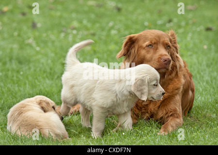 Due Cuccioli golden retriever giocando con un big dog Foto Stock