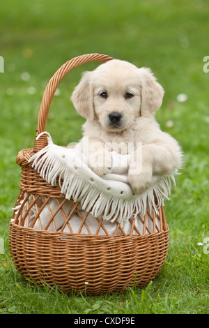 Il Golden Retriever puppy in un cesto di vimini Foto Stock