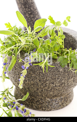 Erbe fresche Foto Stock