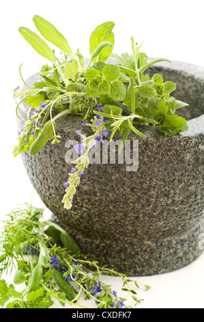 Erbe aromatiche fresche in malta Foto Stock