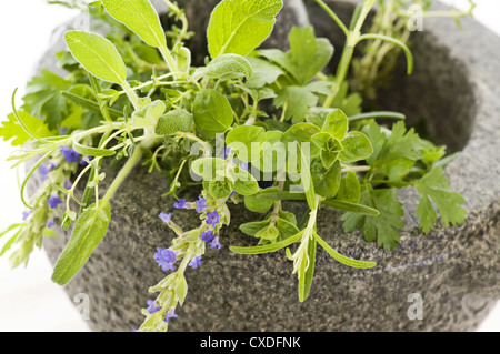 Erbe fresche Foto Stock