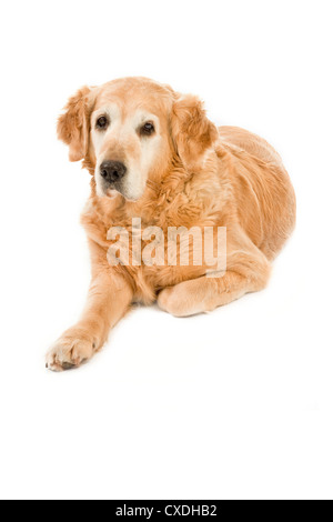 Il golden retriever su sfondo bianco Foto Stock