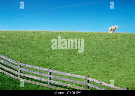 Pecore sul prato verde con agnello di piccole dimensioni Foto Stock