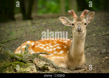 Deer giacente nel parco con nuovi palchi Foto Stock