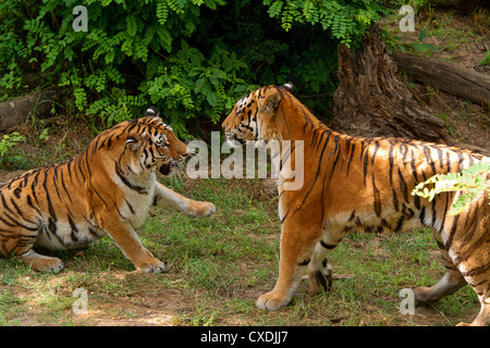 Due tigri sull'erba e nella schermaglia Foto Stock