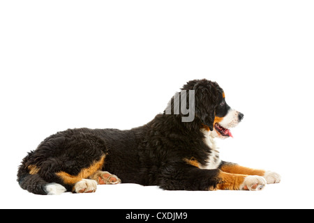 Cucciolo di Bovaro del Bernese Foto Stock