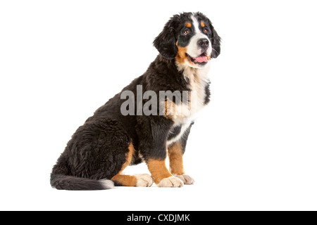 Cucciolo di Bovaro del Bernese Foto Stock