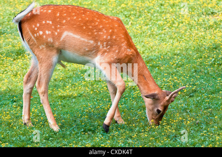 Cervi in su una macchia di erba nel bosco Foto Stock