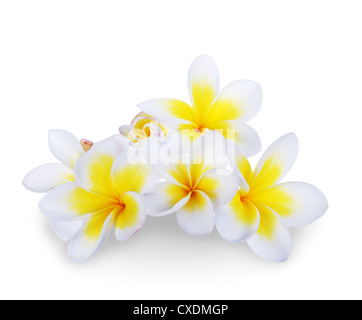 Il Frangipani Spa fiore Foto Stock