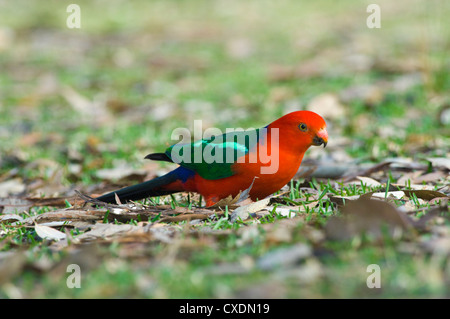 Australian re-pappagallo (Alisterus scapularis), Nuovo Galles del Sud, Australia Foto Stock