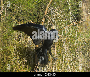 Australian Corvo Imperiale (Corvus coronoides) Foto Stock